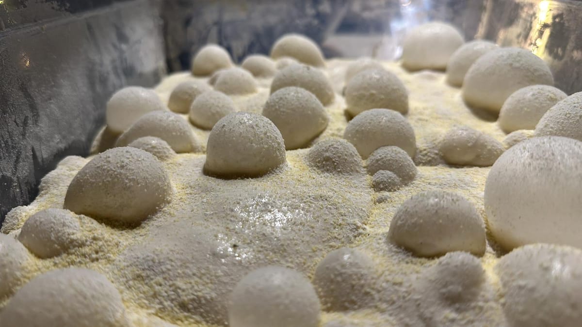Boules de mozzarella reposant dans la semoule dorée.